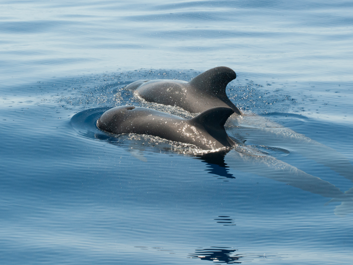 a dolphin swimming in a body of water